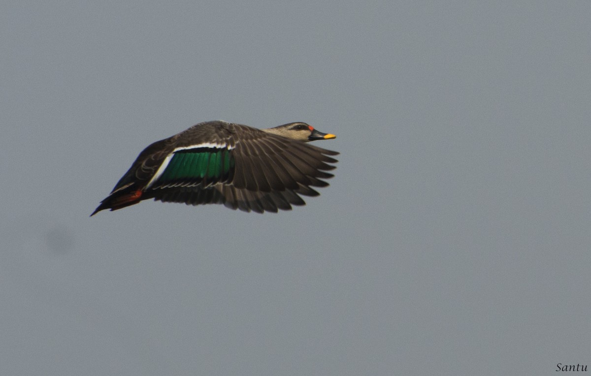 Indian Spot-billed Duck - ML136238111
