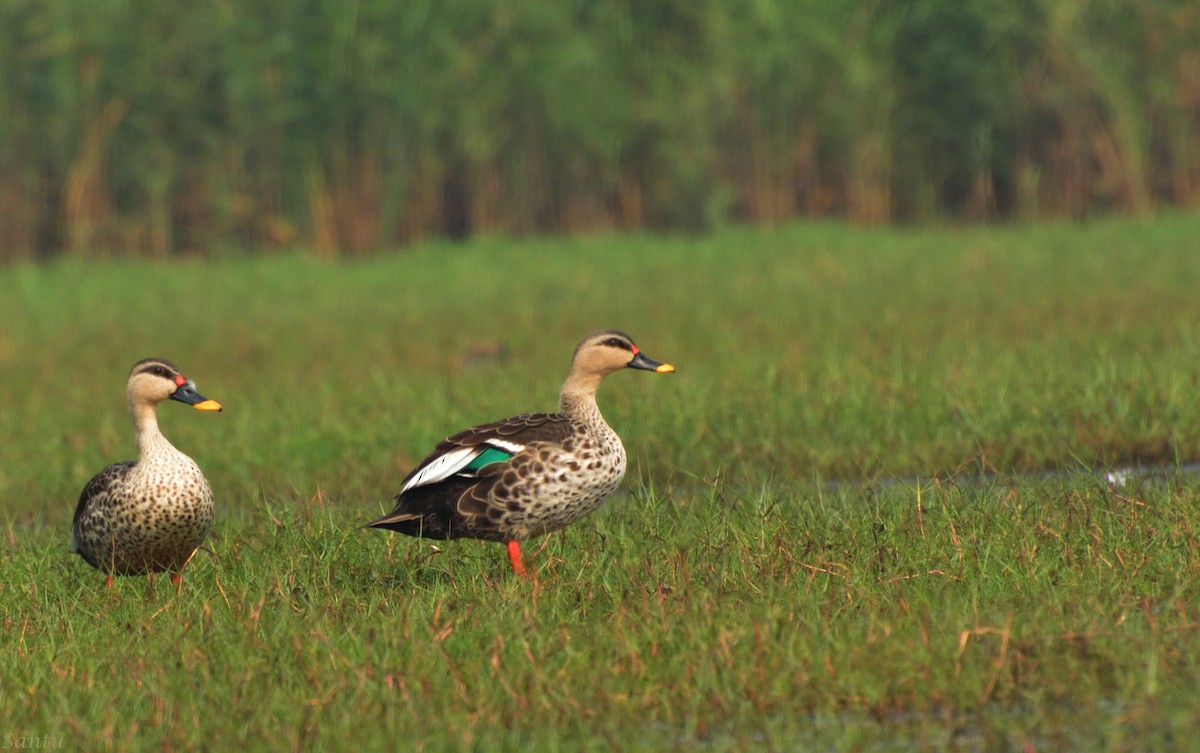 Indian Spot-billed Duck - ML136238131