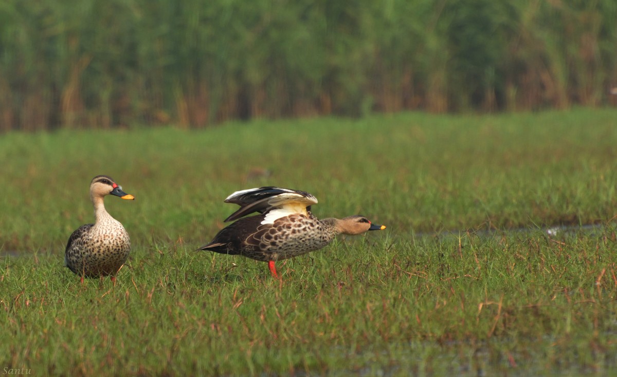 Indian Spot-billed Duck - ML136238141