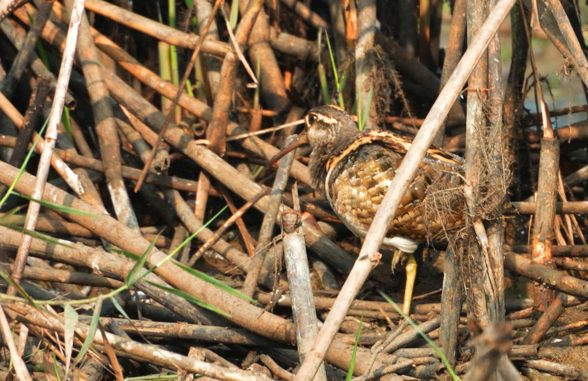 Greater Painted-Snipe - ML136239051