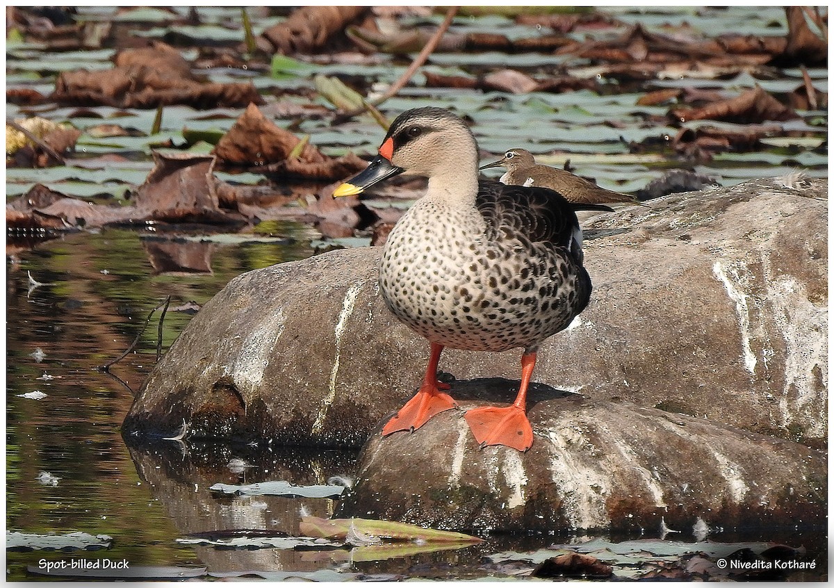Indian Spot-billed Duck - ML136240721