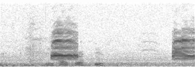 australmåke (novaehollandiae/forsteri) - ML136240771