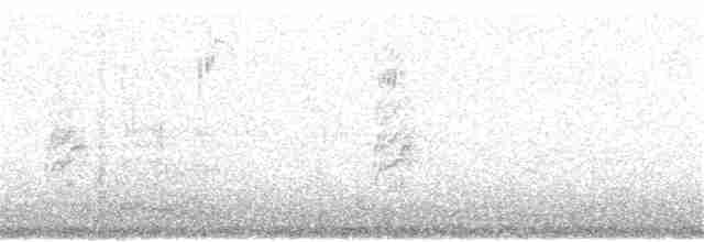 Little Tern - ML136240791