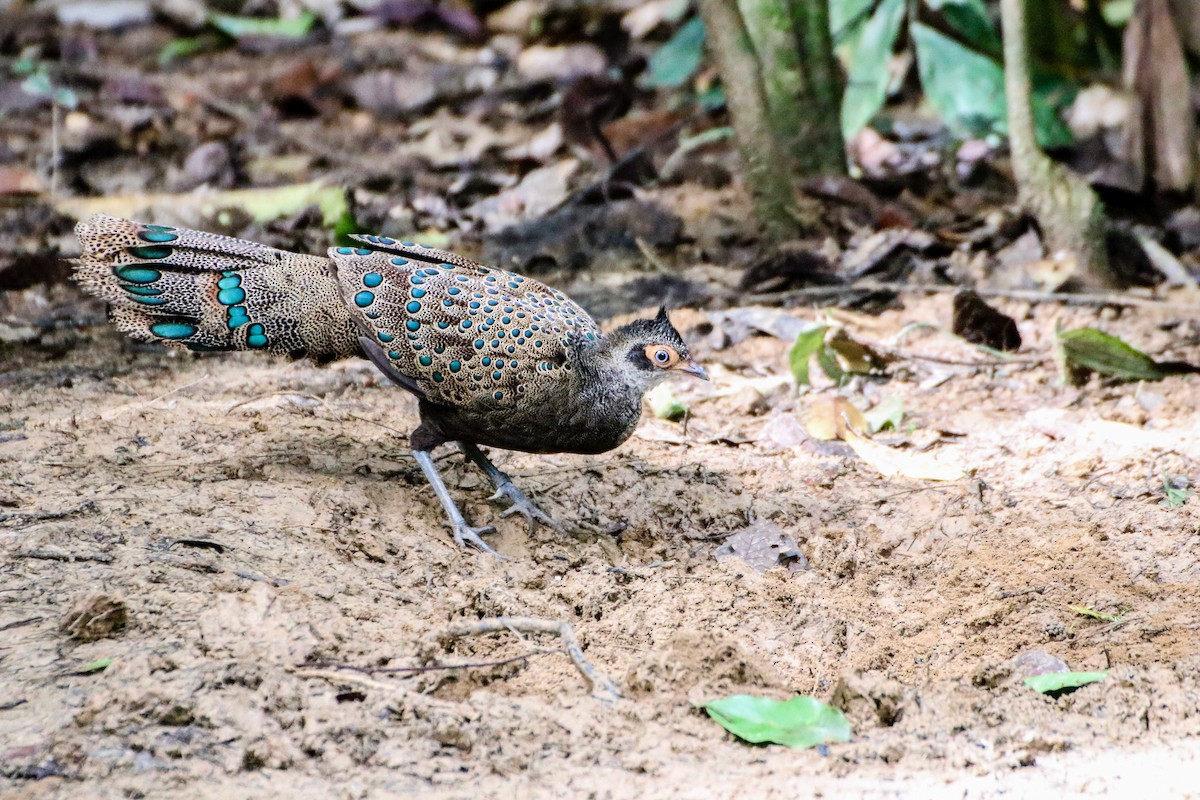 Malayan Peacock-Pheasant - Thomas Job