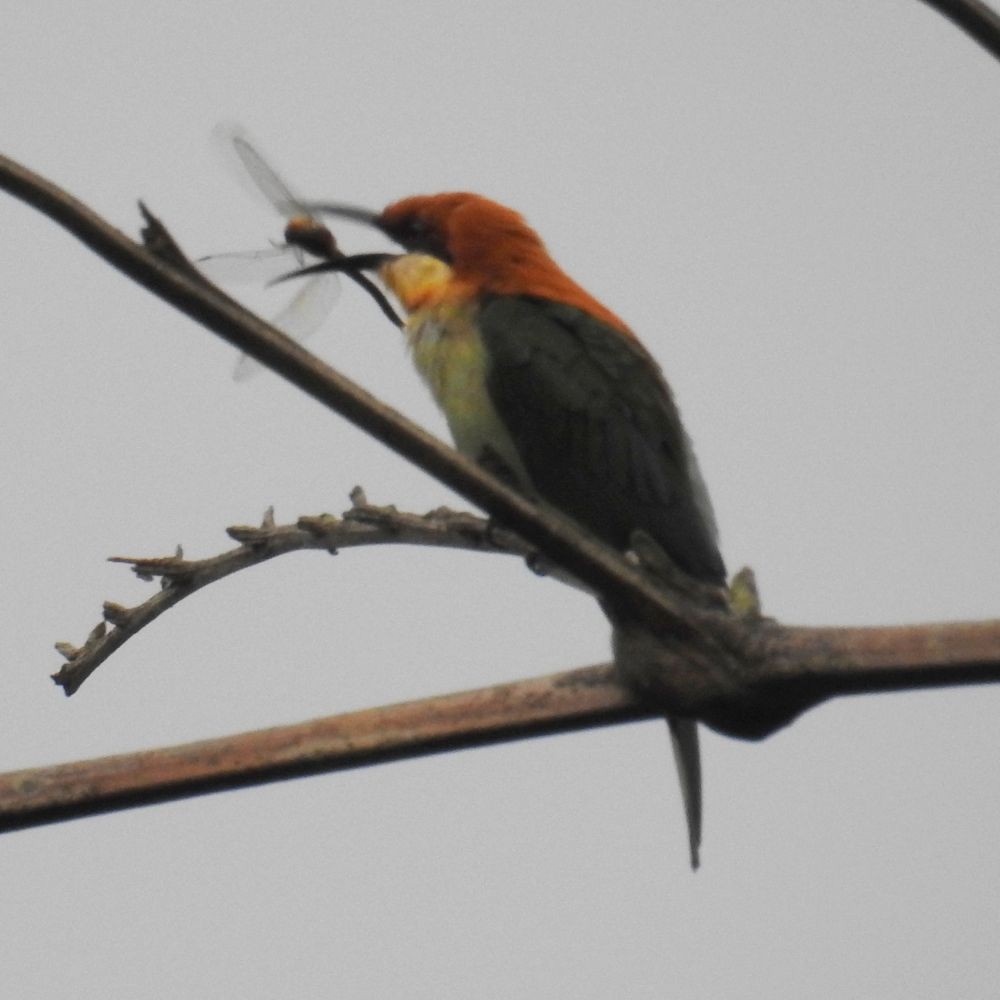 Chestnut-headed Bee-eater - ML136244501