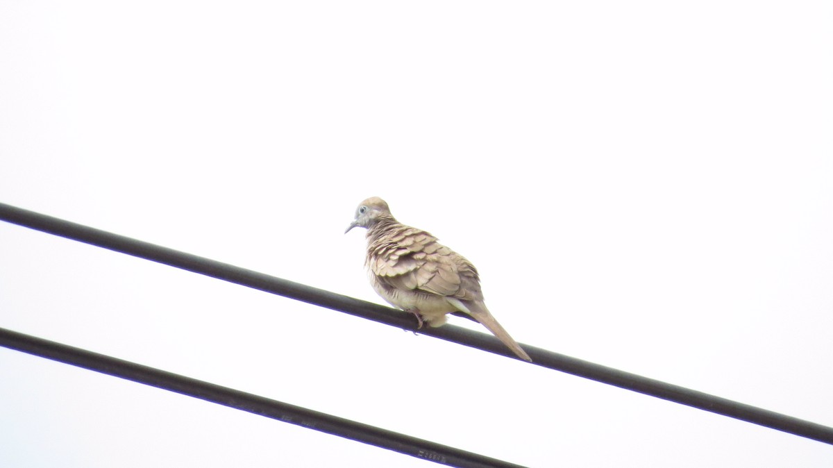 Spotted Dove - Gaye Beckwith