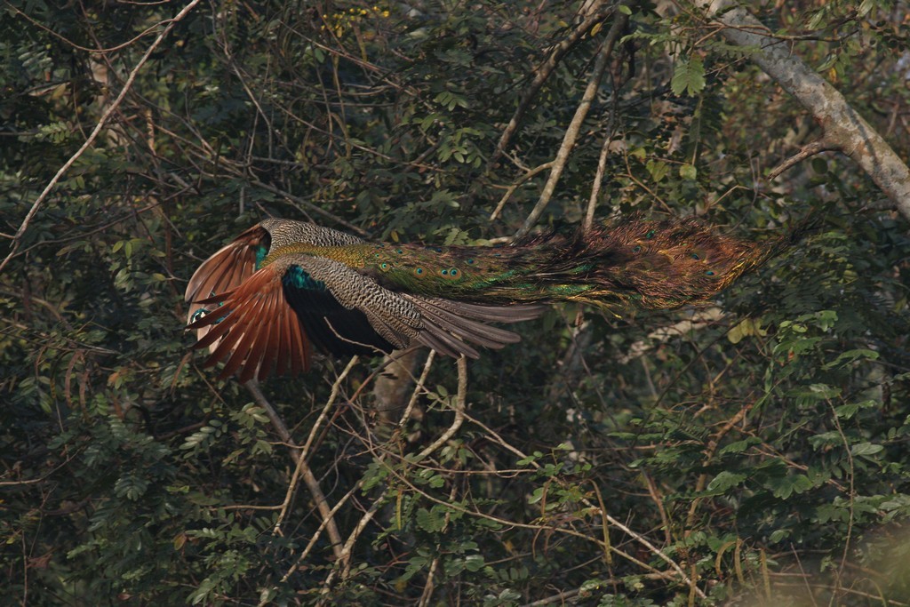 Indian Peafowl - ML136248881