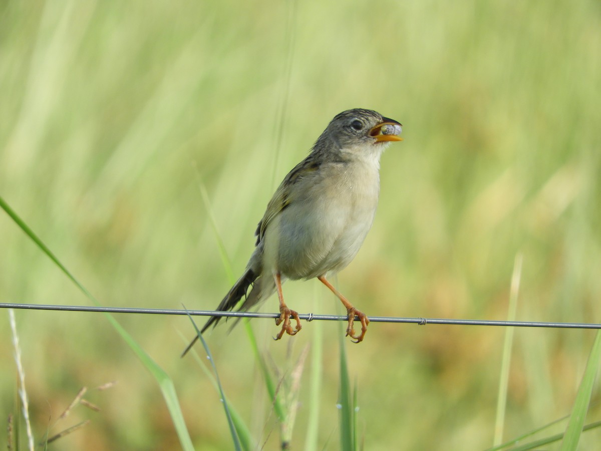 Wedge-tailed Grass-Finch - ML136253971