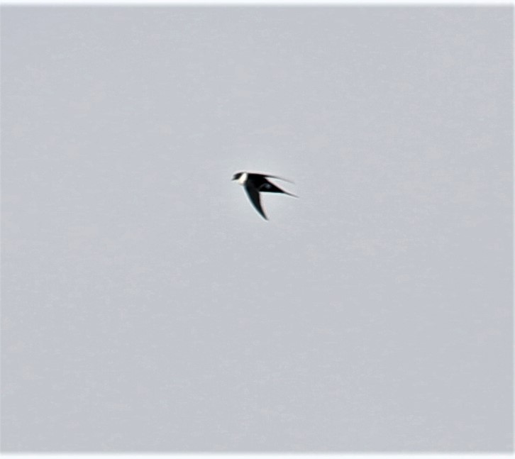 Lesser Swallow-tailed Swift - Bradley Waggoner