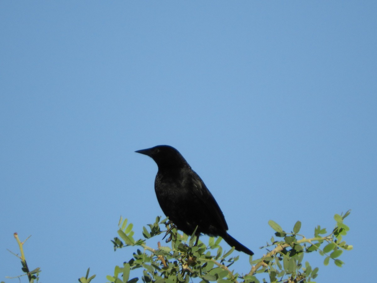 Unicolored Blackbird - ML136254801