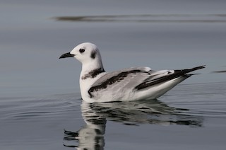 Black-legged Kittiwake