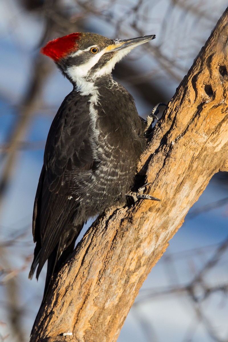 Pileated Woodpecker - ML136259281