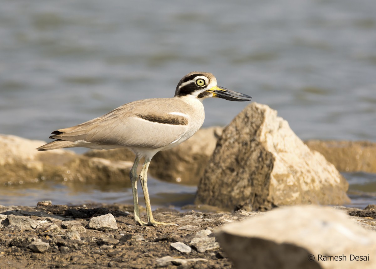 Great Thick-knee - ML136260701