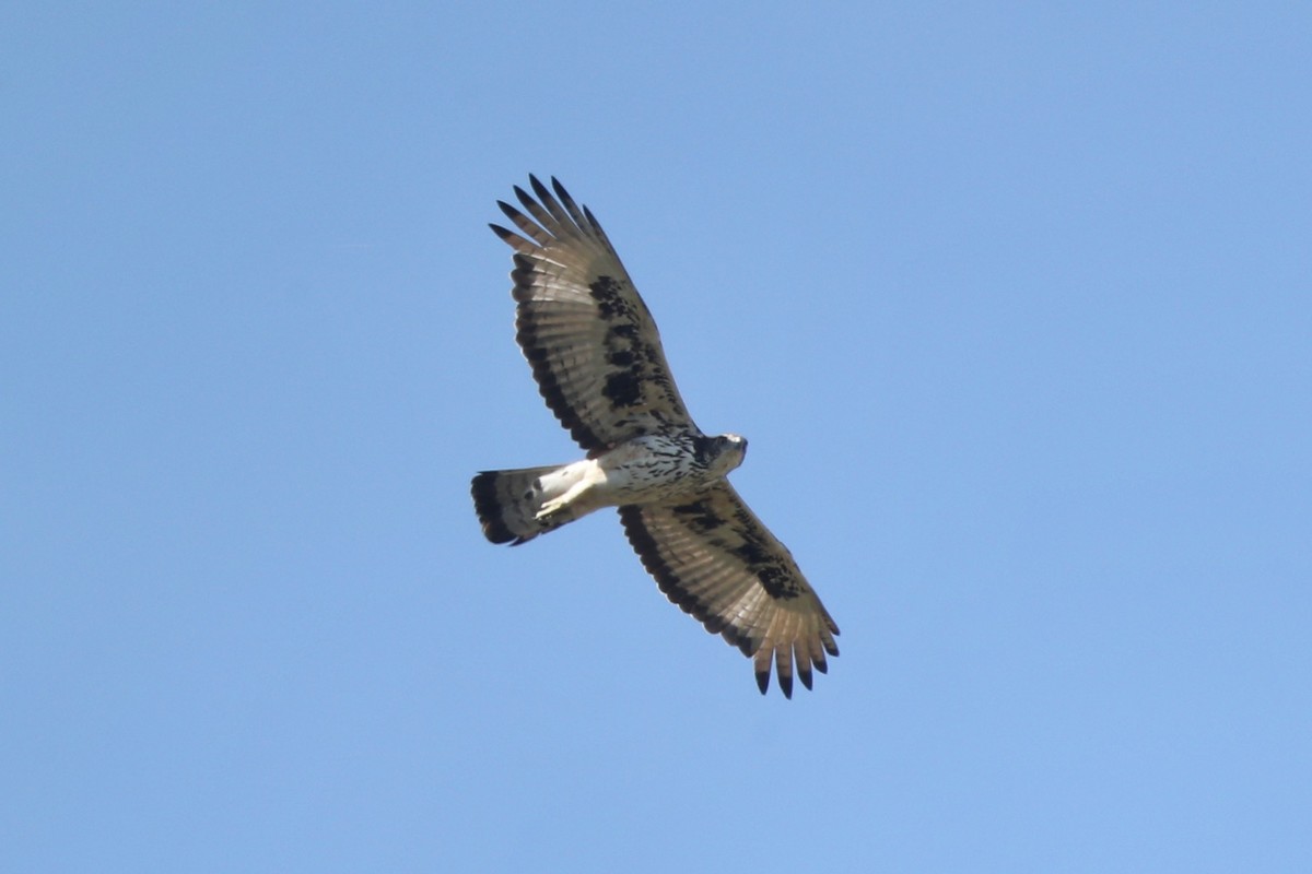 African Hawk-Eagle - ML136260861