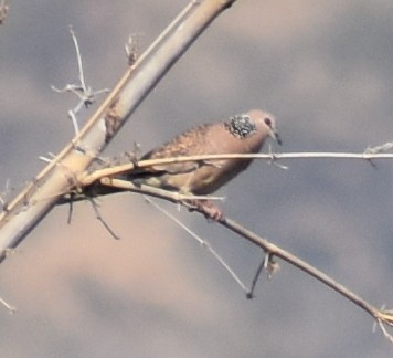 Spotted Dove - Angeline Mano M