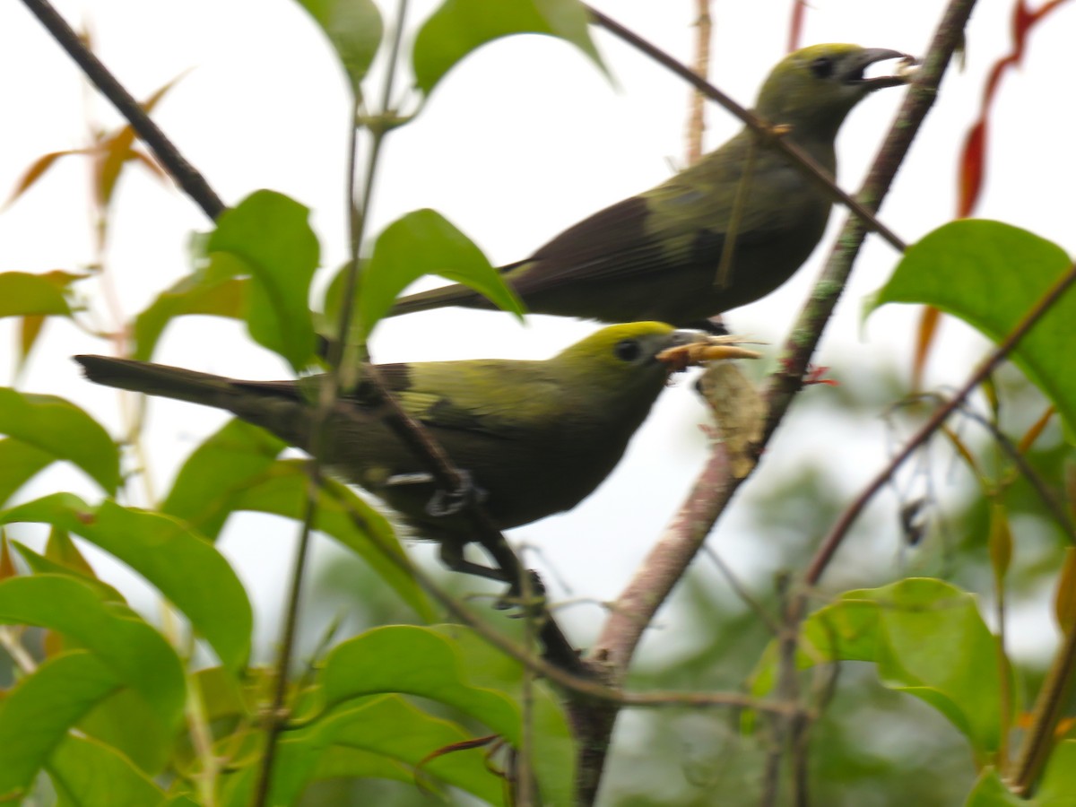 Palm Tanager - ML136264591