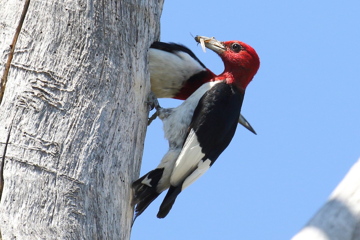 Red-headed Woodpecker - Joe Wing