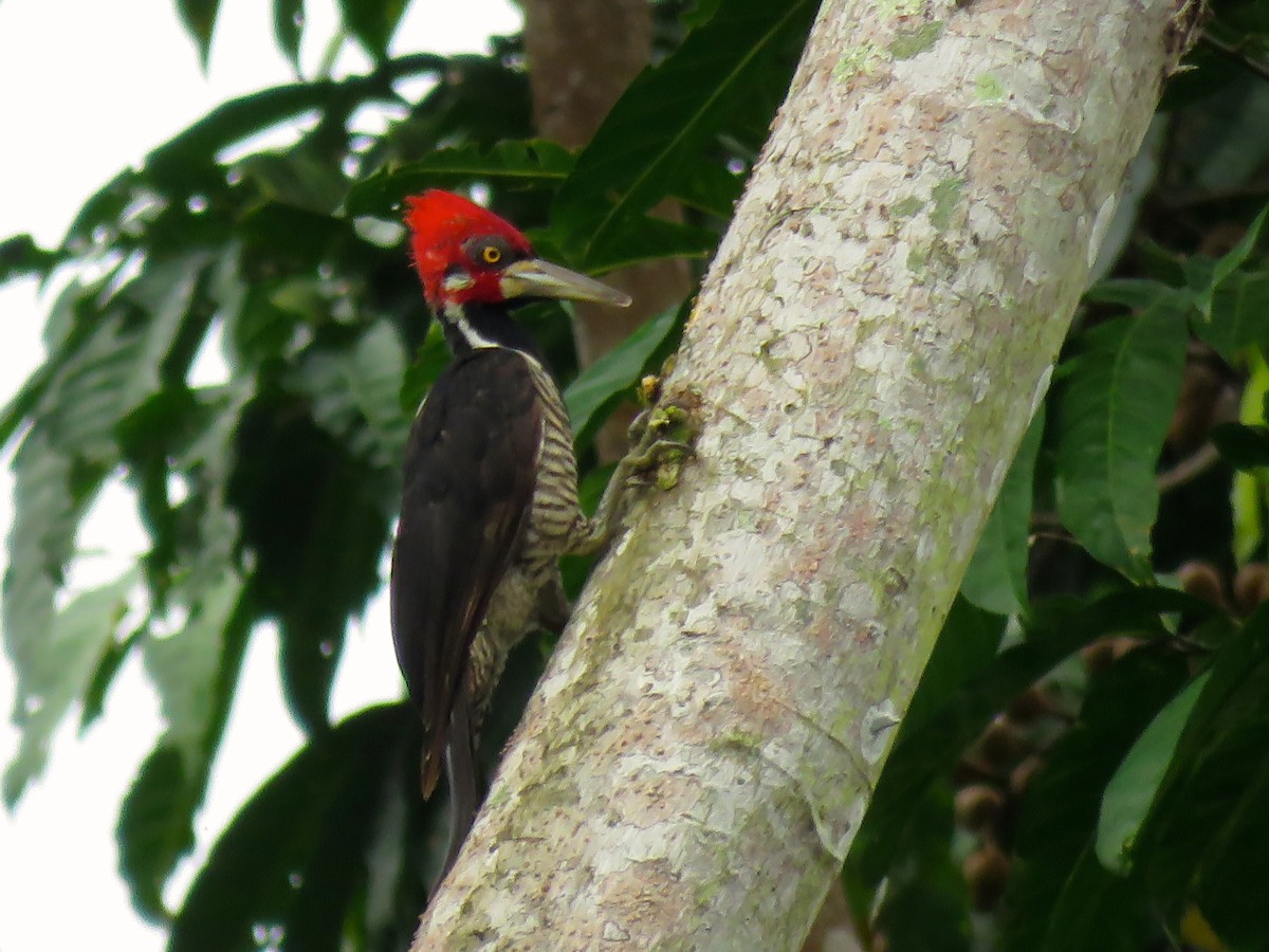Crimson-crested Woodpecker - ML136265031