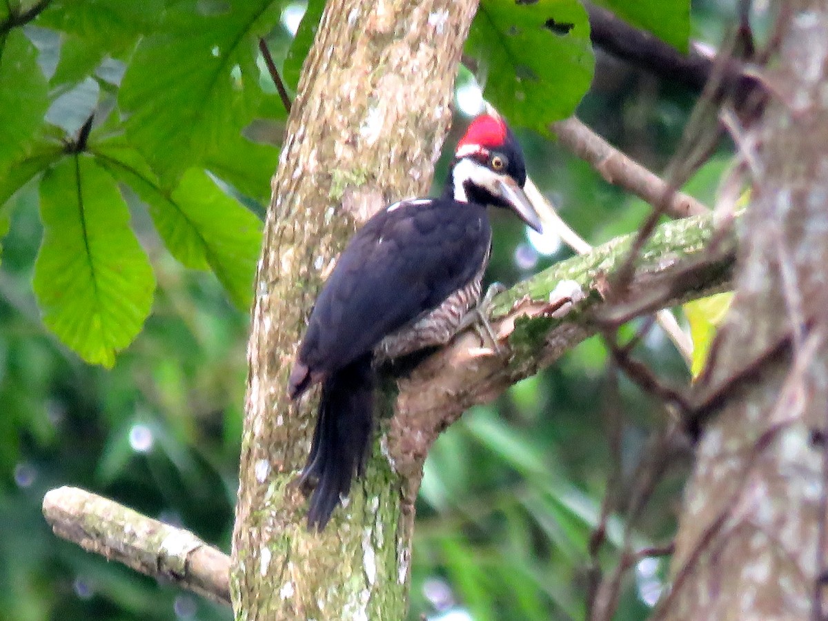 Crimson-crested Woodpecker - Chris Welsh