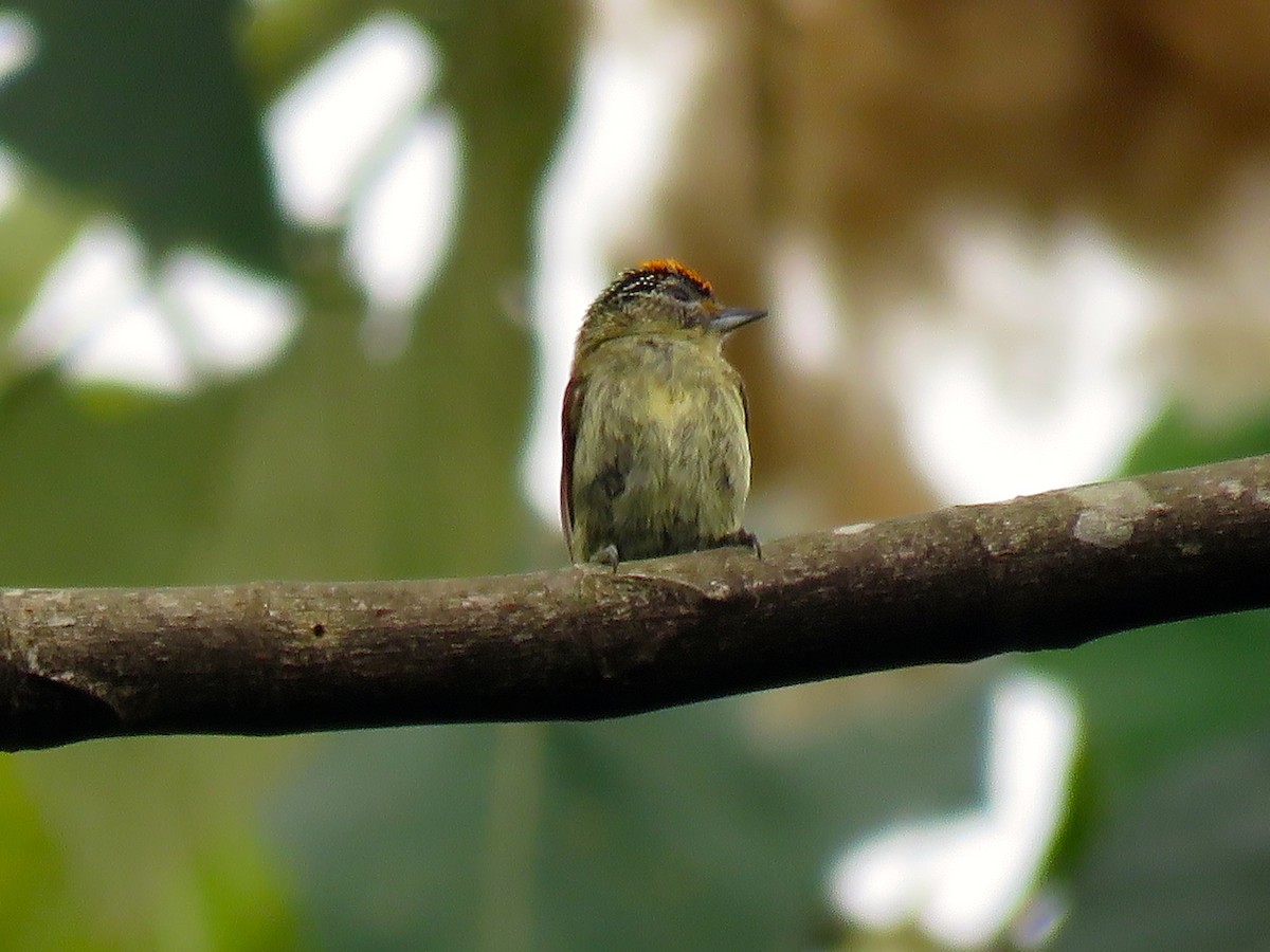 Fine-barred Piculet - ML136265111