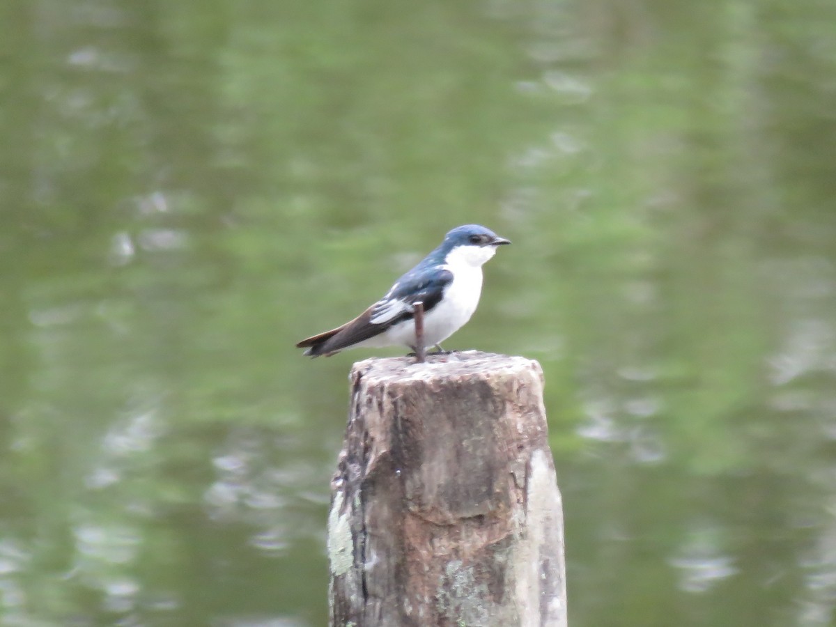 White-winged Swallow - ML136265281