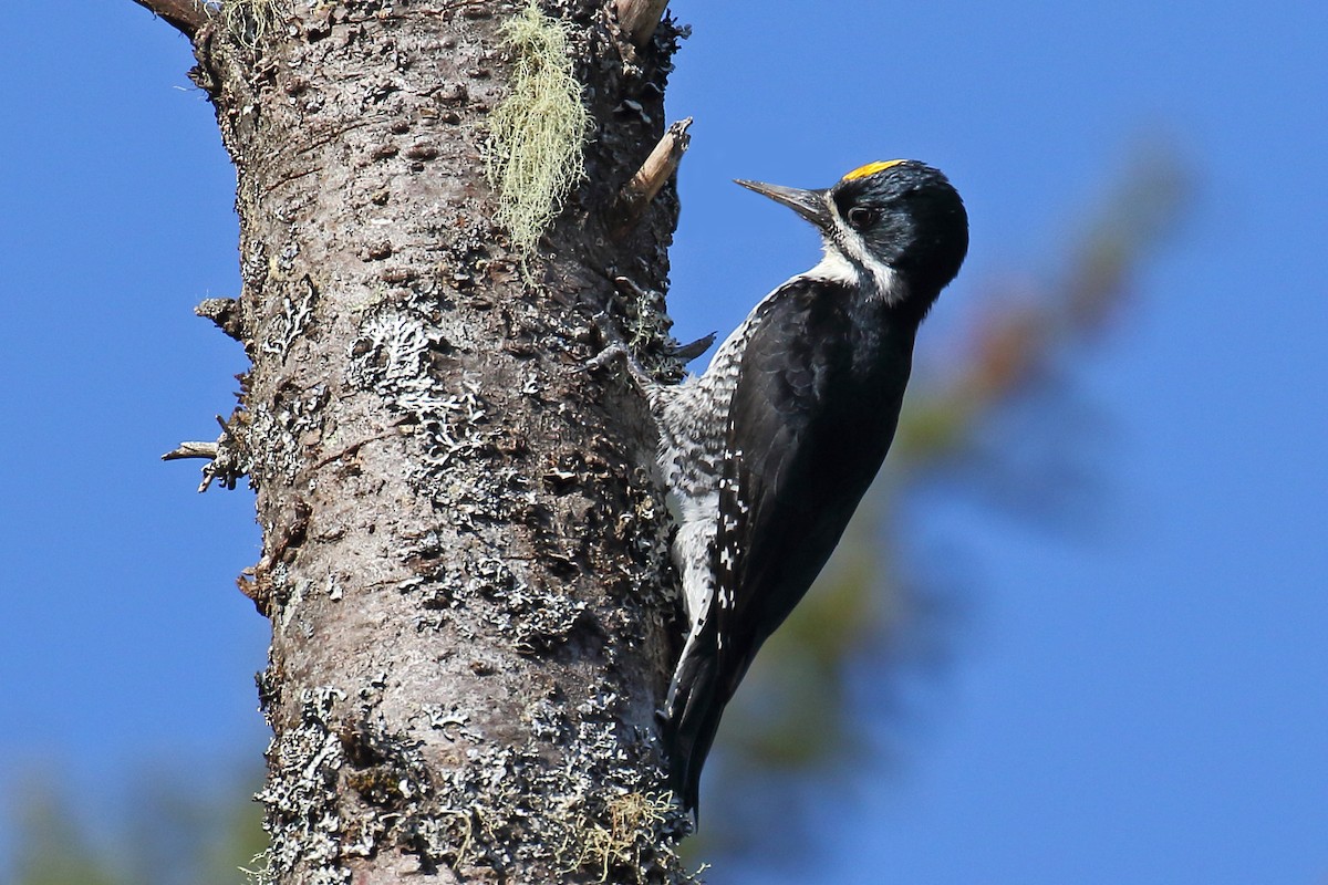 Black-backed Woodpecker - ML136266651