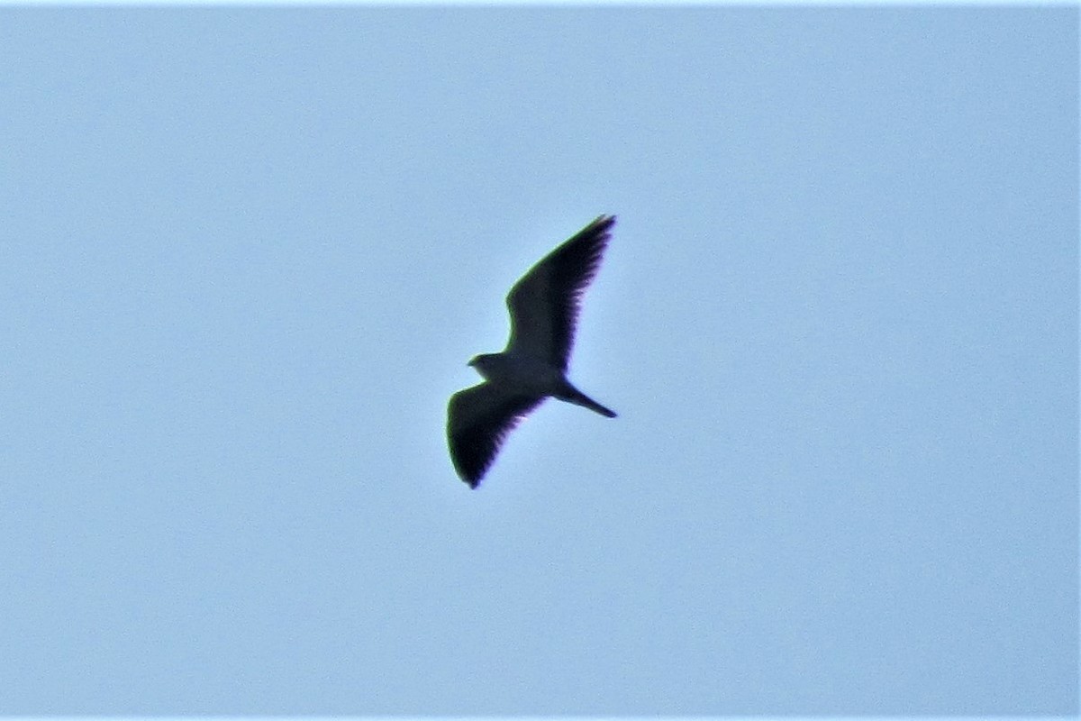 Black-winged Kite - ML136267361