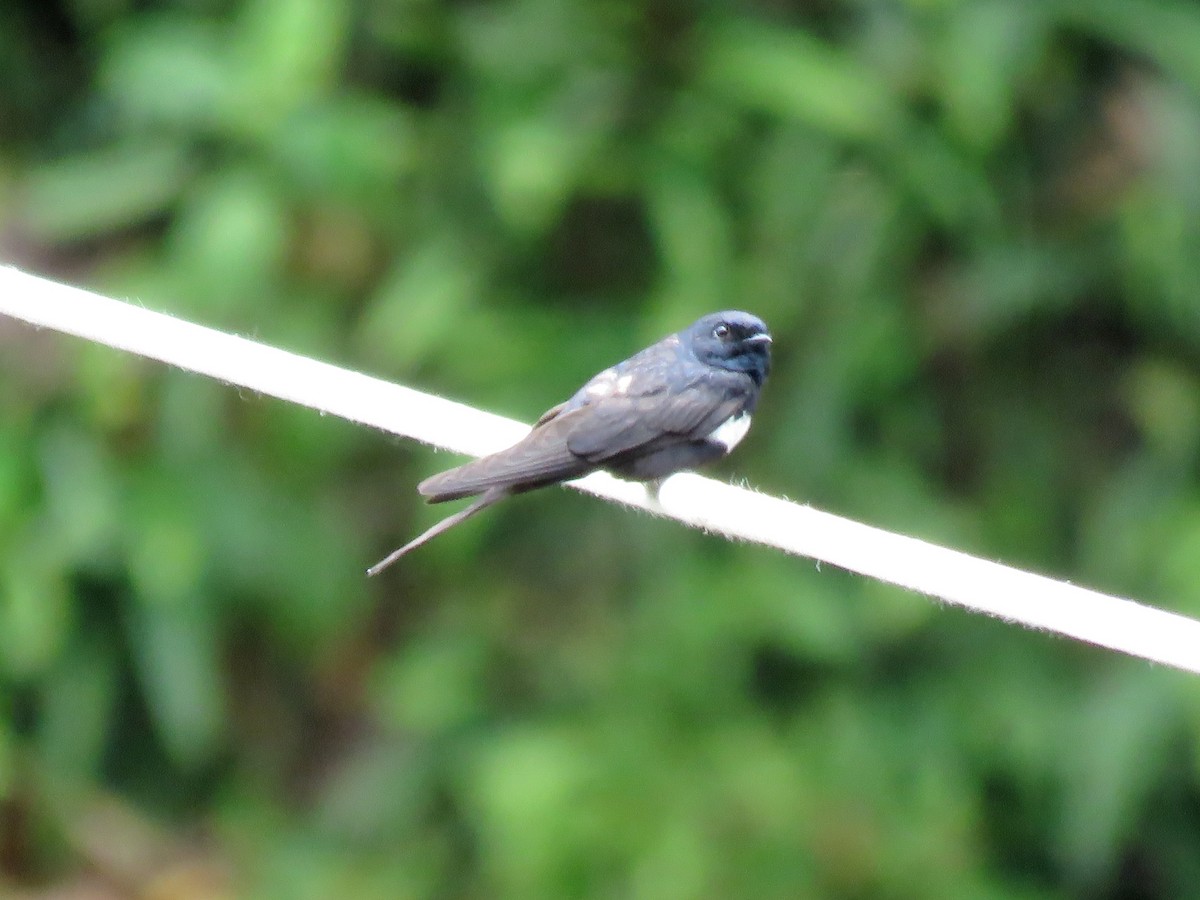 White-banded Swallow - ML136267751