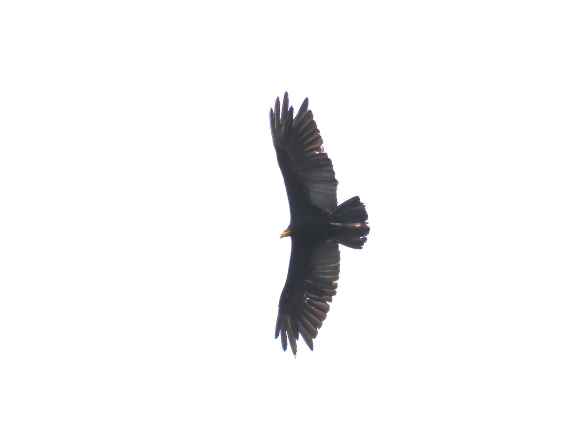 Greater Yellow-headed Vulture - Chris Welsh
