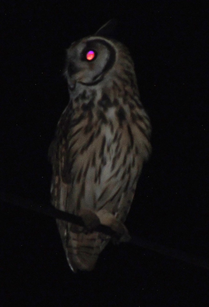 Striped Owl - Edwin Mora