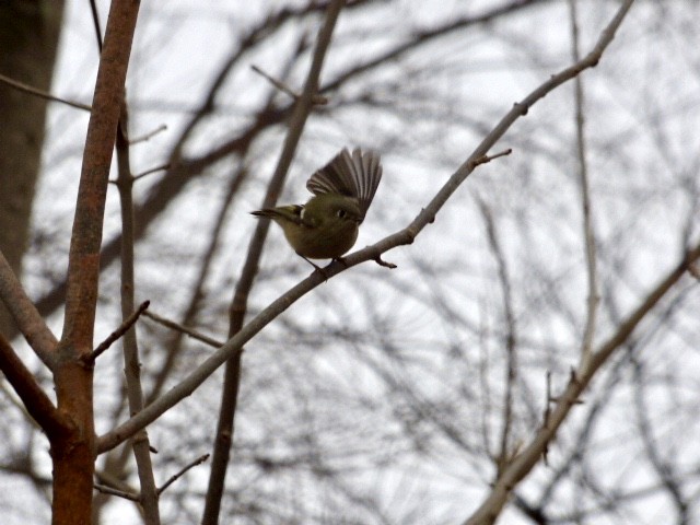 Ruby-crowned Kinglet - Vincent  Zollo