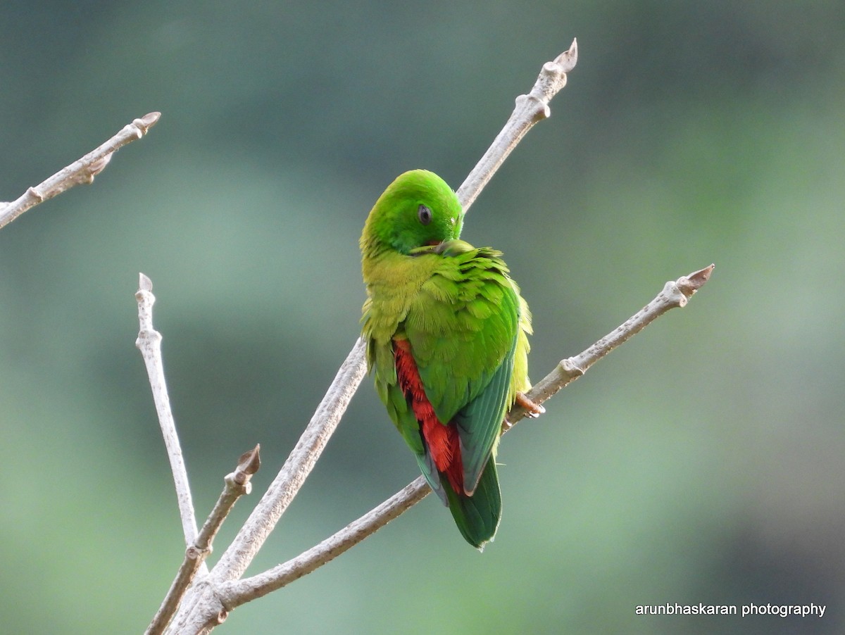Vernal Hanging-Parrot - Arun B