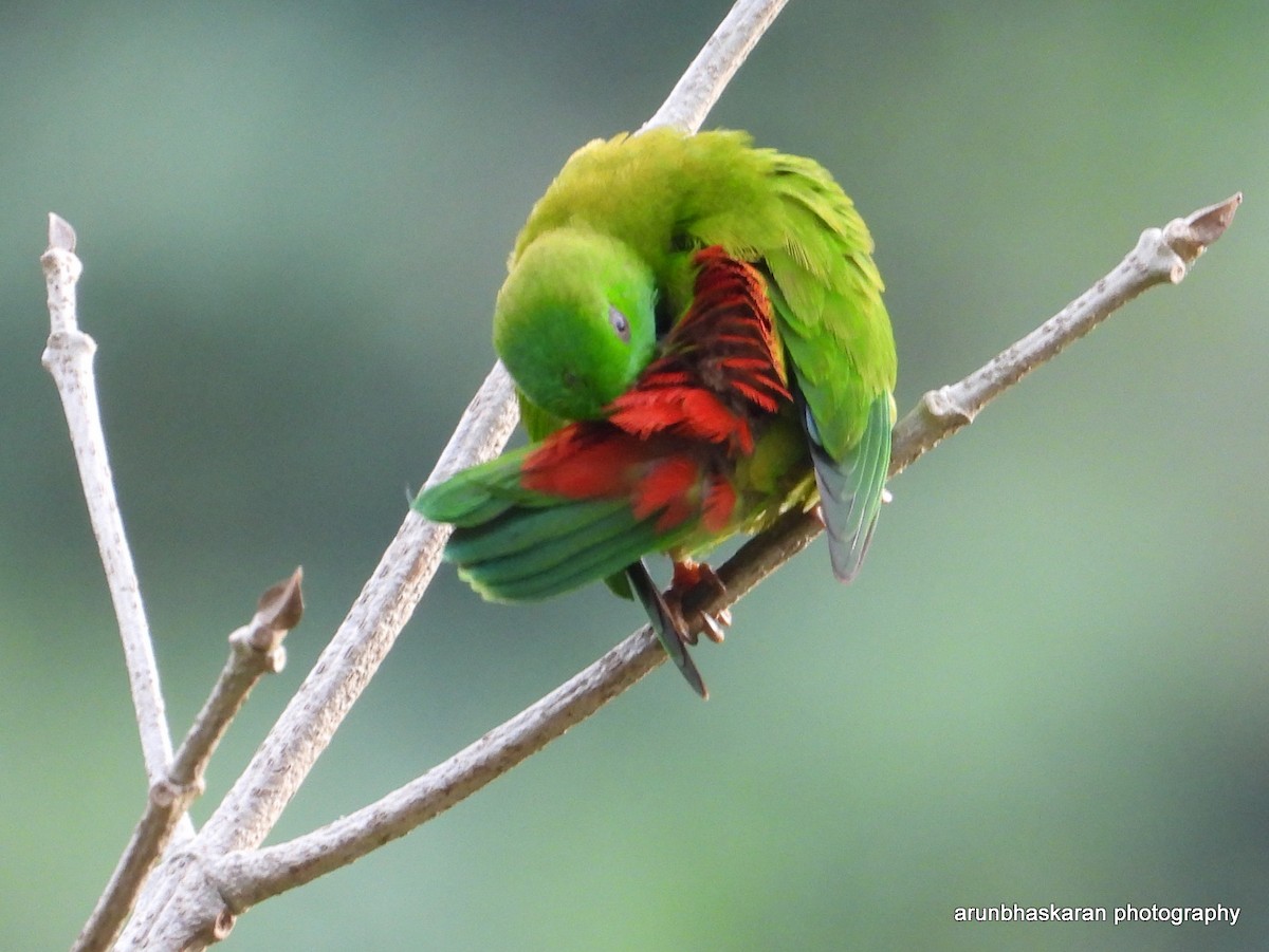Vernal Hanging-Parrot - Arun B
