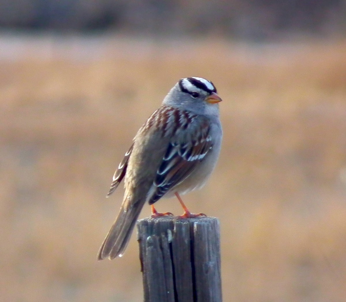 White-crowned Sparrow - ML136280771