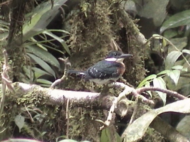 Green Kingfisher - ML136281291