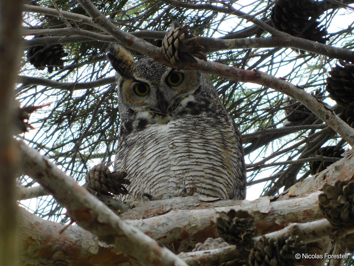 Great Horned Owl - Nicolas Forestell