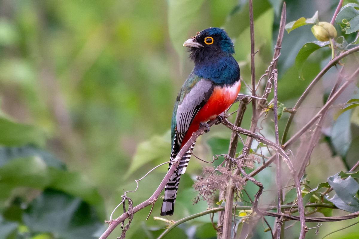 Blue-crowned Trogon - André Adeodato - Aves de Sobral