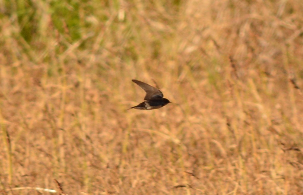 Barn Swallow (American) - ML136285131