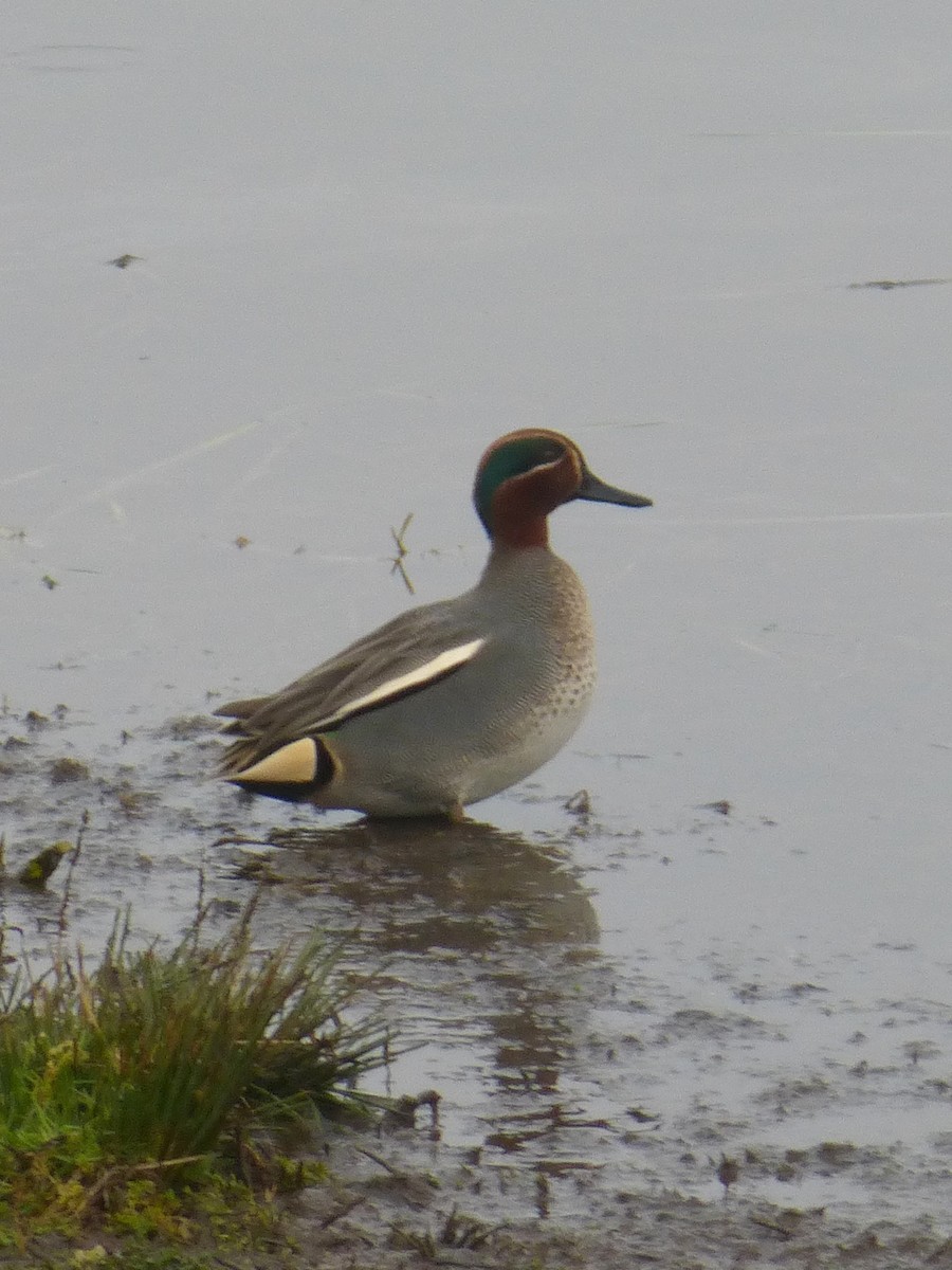 Green-winged Teal (Eurasian) - Clive & Sheila Williamson