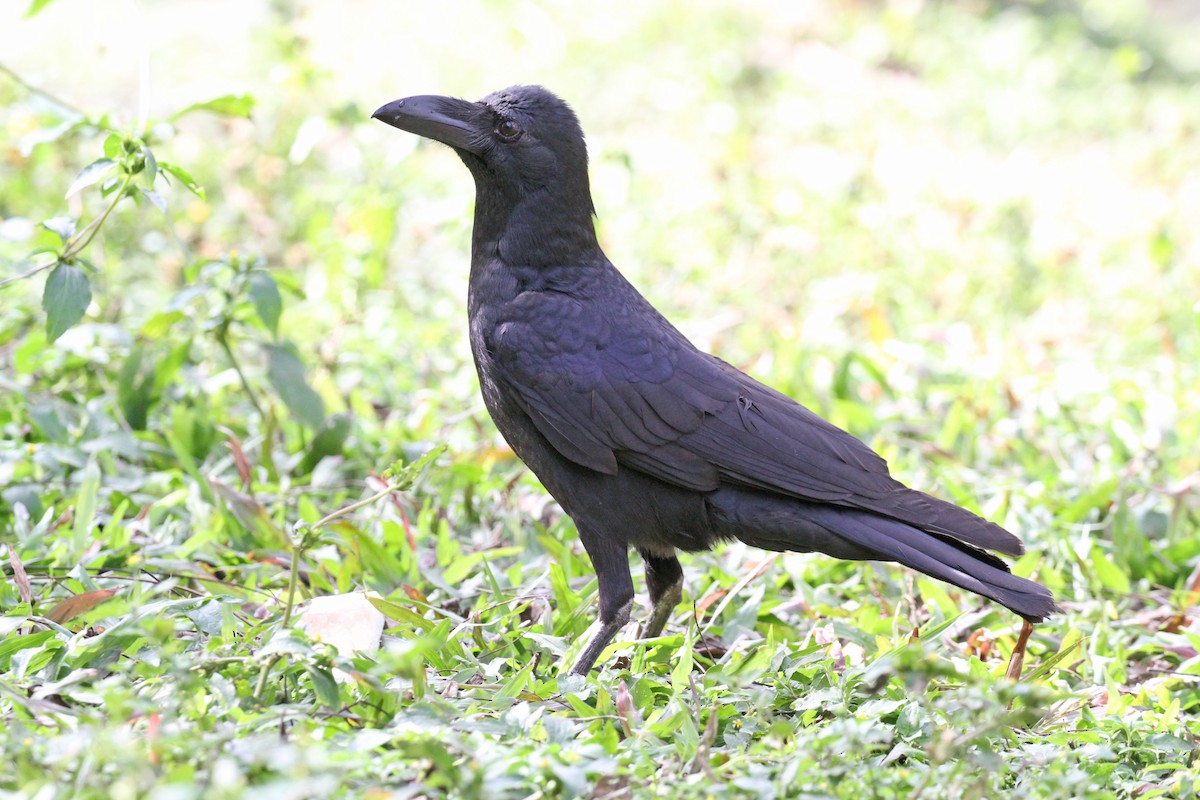 Large-billed Crow - ML136287791