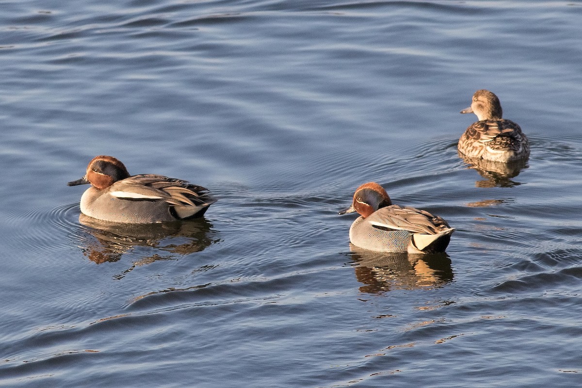 Green-winged Teal - ML136288471