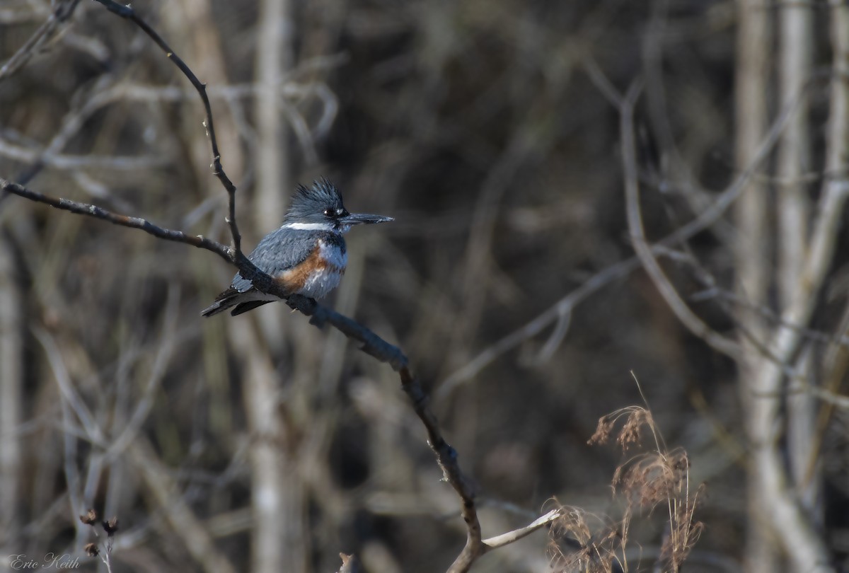 Belted Kingfisher - Eric Keith