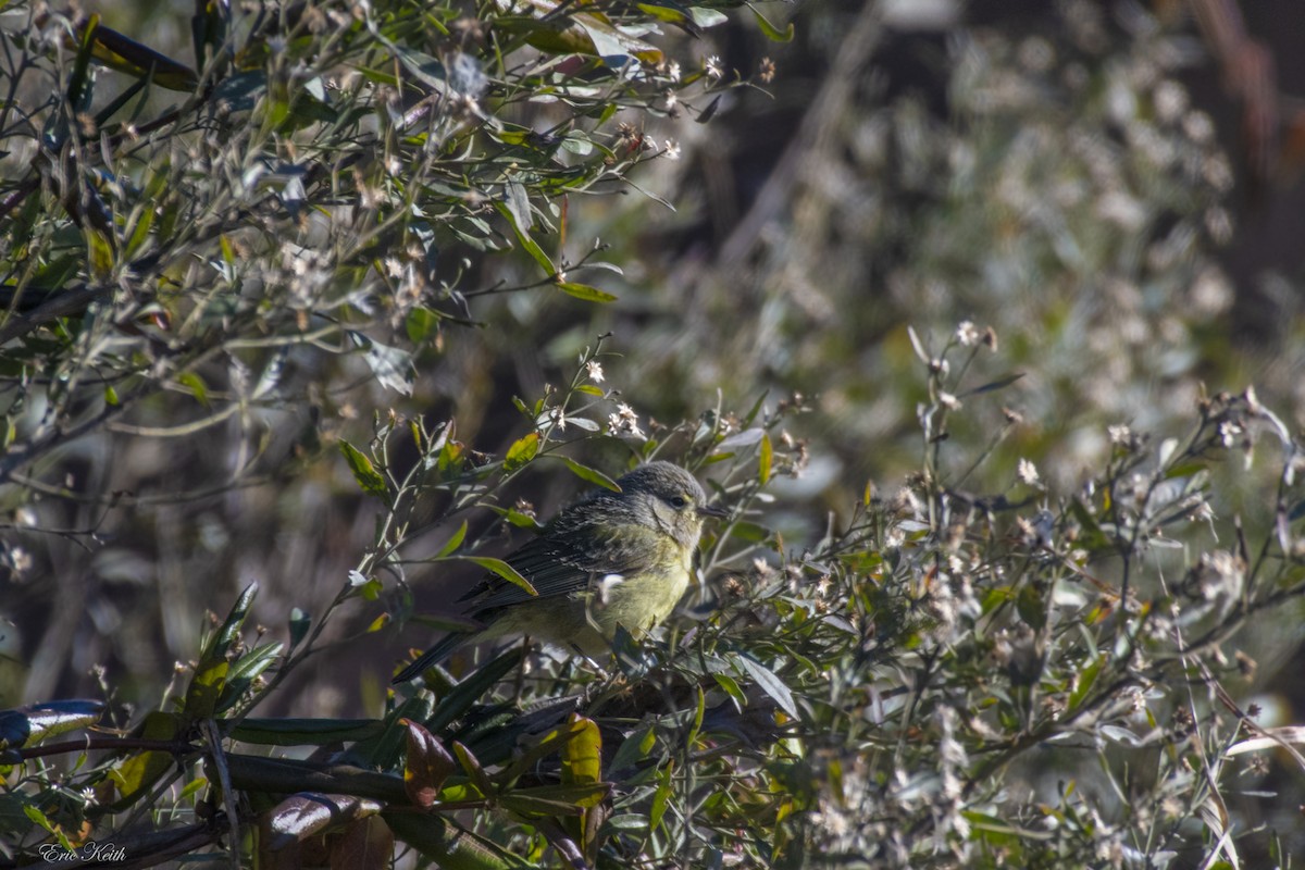 Orange-crowned Warbler - Eric Keith