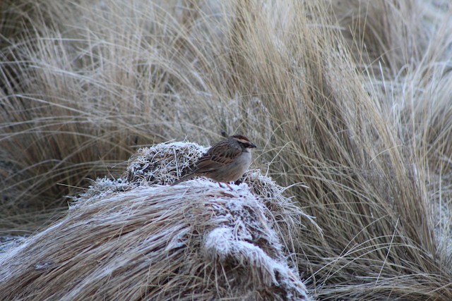 Mountain grassland in Nevado de Toluca, State of Mexico. - Striped Sparrow - 