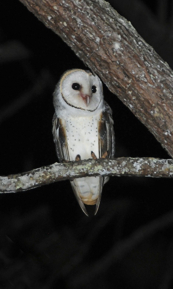Barn Owl (Eastern) - Narca Moore