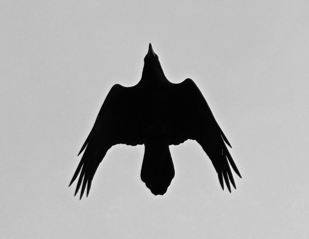 Common Raven - ML136296331