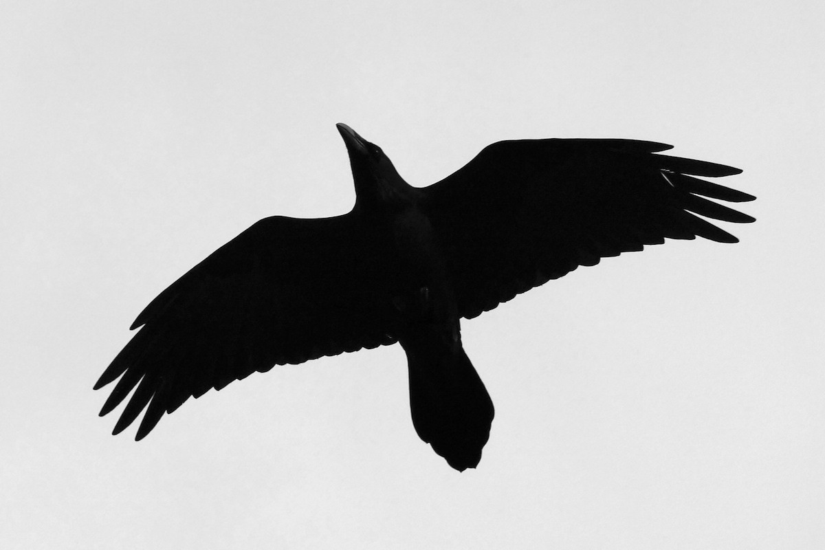Common Raven - Robert Hamilton