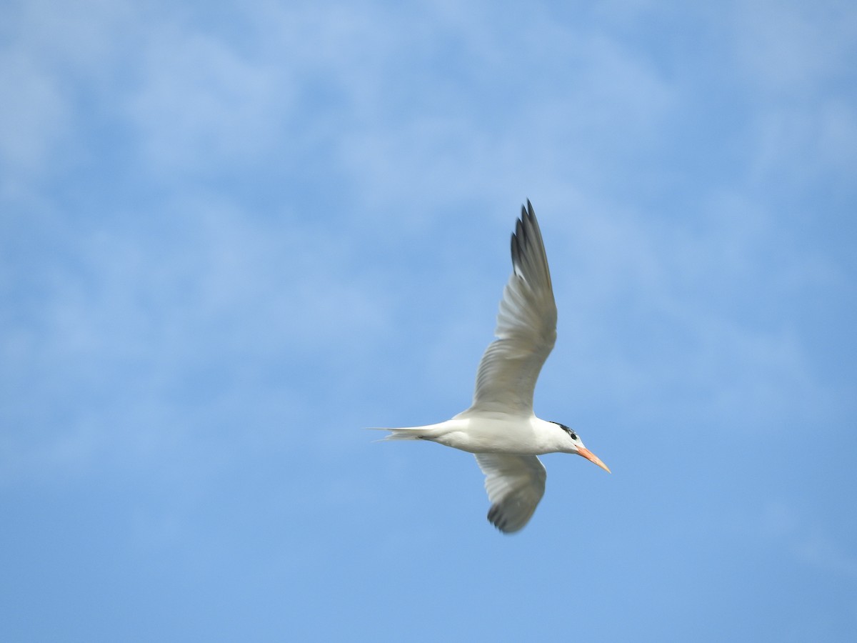 West African Crested Tern - ML136301701