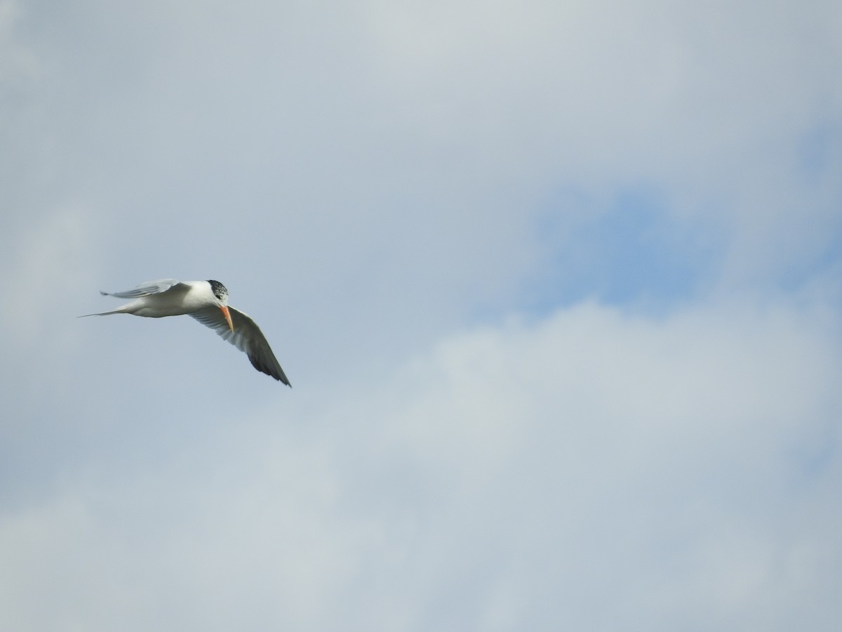 West African Crested Tern - ML136301941
