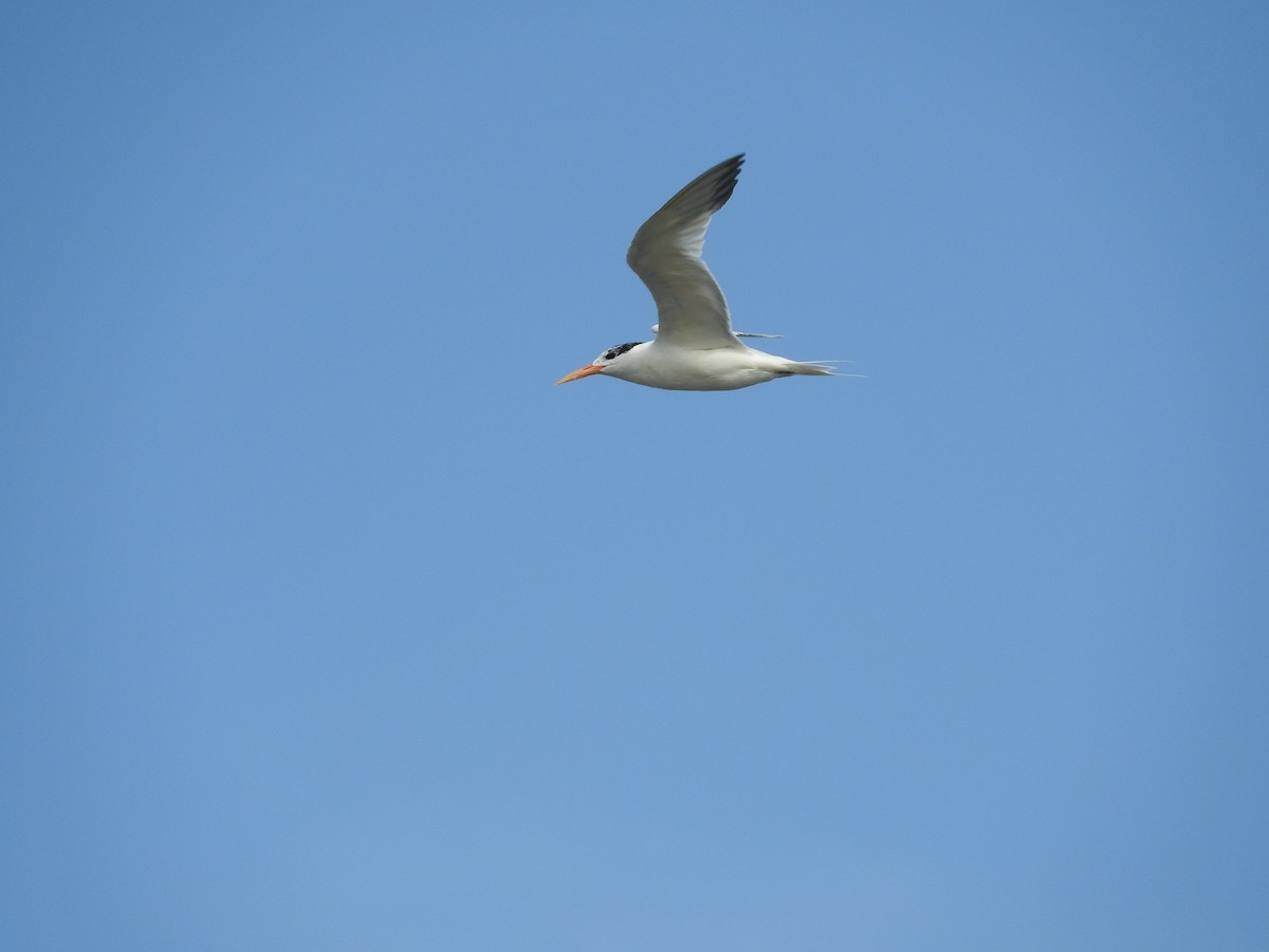 West African Crested Tern - ML136302051